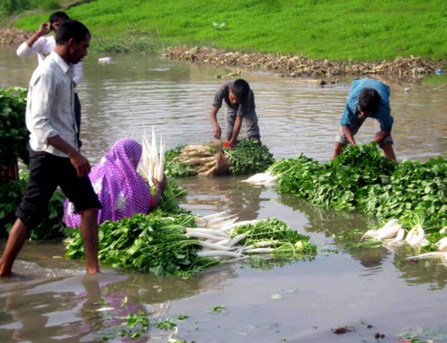 dirty water veg washing najibabad