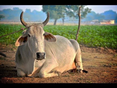 indian cow