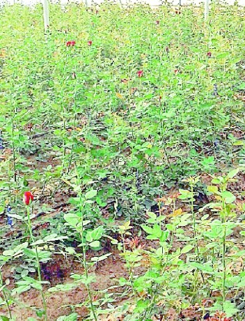 rose cultivation bijnor