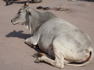 गोवंश को छोड़ने पर होगी एफआईआर