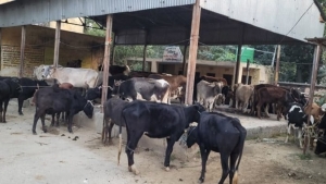 किसानों ने नगीना तहसील परिसर में बांध दी गायें